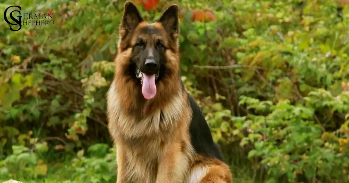 Bi-Color German Shepherd: What You Need to Know Before Owning One