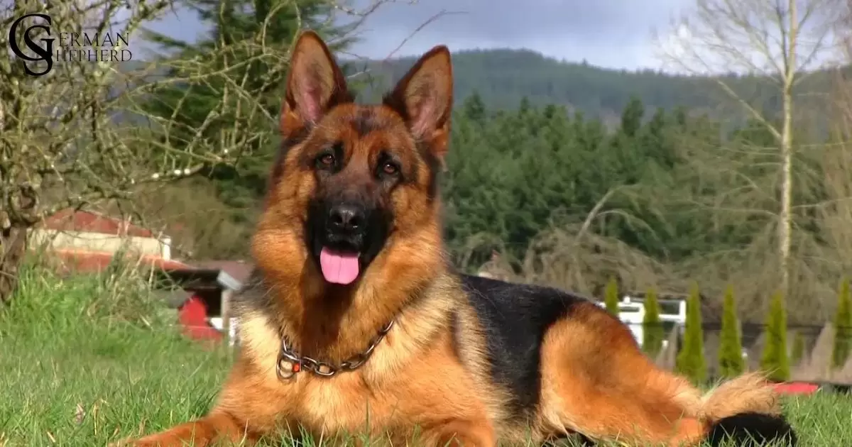 BLACK & RED GERMAN SHEPHERDS: STUNNING COLORS AND REMARKABLE TRAITS