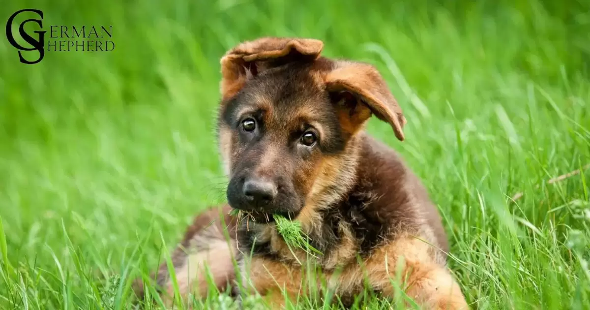 When Do German Shepherds Ears Stand Up?