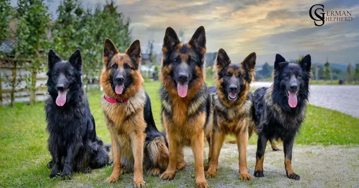 5 Different Types of German Shepherds: Origin and Characteristics